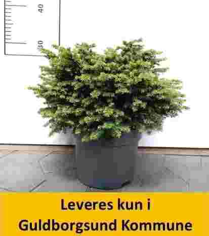 Picea abies Little Gem.