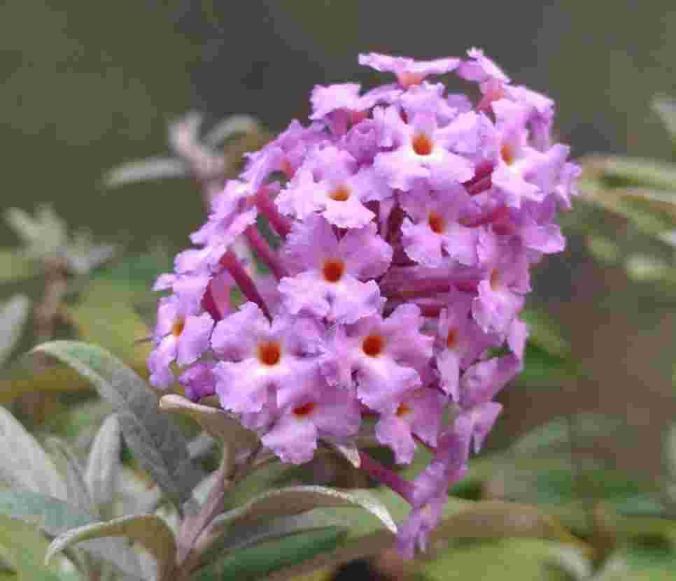 Buddleja davidii Butterfly Candy