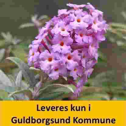 Buddleja davidii Butterfly Candy Lila Sw