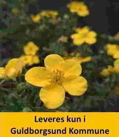 POTENTILLA frut. GOLDFINGER