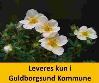 POTENTILLA frut. LIMELIGHT