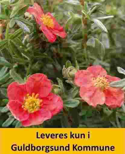 POTENTILLA frut. RED ROBIN®