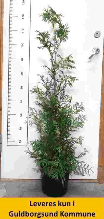 Thuja occ. Brabant