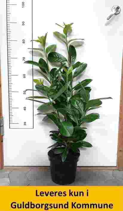 Prunus laur. Novita 60-80 cm C3