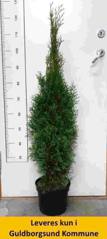 Thuja occ. Smaragd 80-100 cm C4