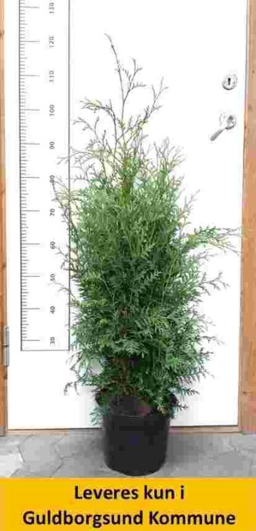 Thuja occ. Brabant 80-100 cm C3,5