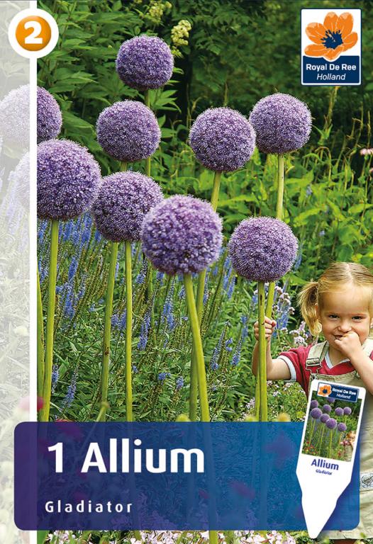 ALLIUM GLADIATOR