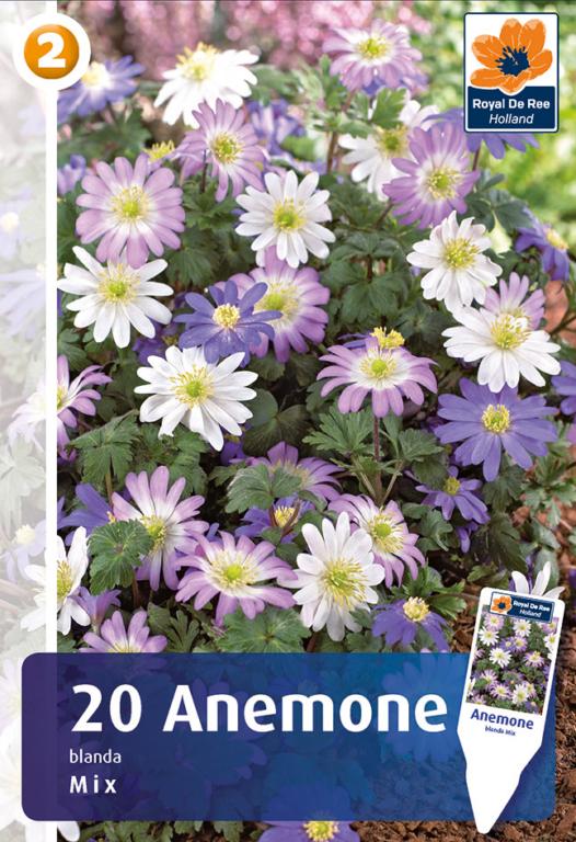 ANEMONE BLANDA MIX