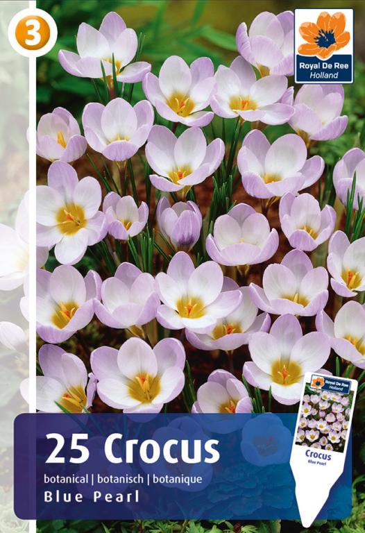 CROCUS BLUE PEARL