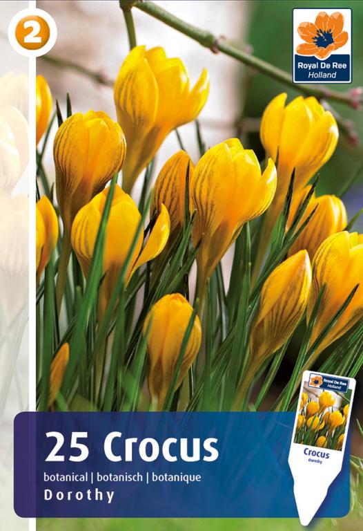 CROCUS DOROTHY