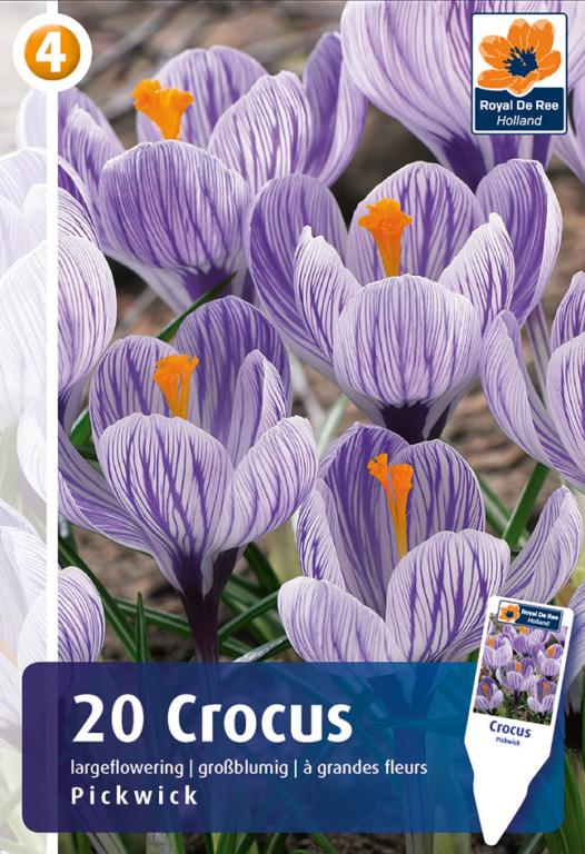 CROCUS PICKWICK