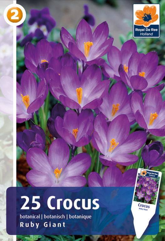 CROCUS RUBY GIANT