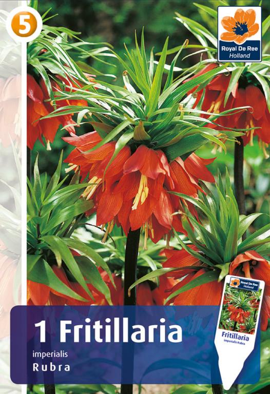 FRITILLARIA IMPER.RUBRA