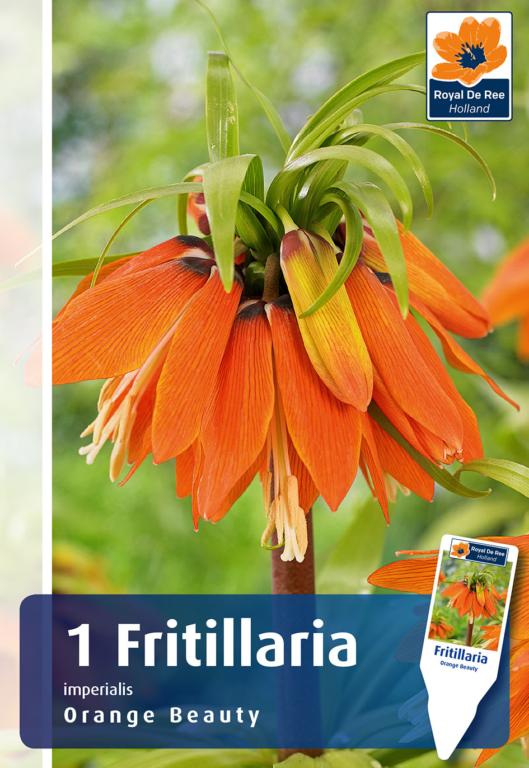 Fritillaria Orange Beauty