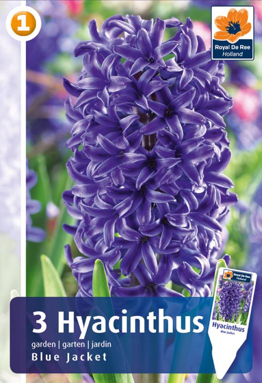 HYACINTHUS BLUE JACKET