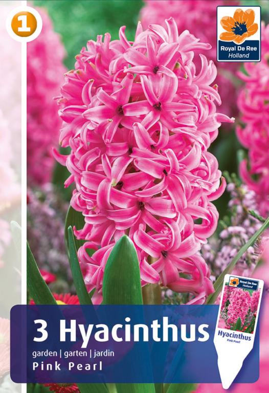 HYACINTHUS PINK PEARL