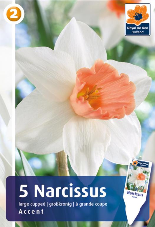 NARCISSUS ACCENT