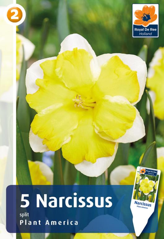 NARCISSUS PLANT AMERICA