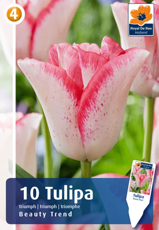 TULIPA BEAUTY TREND