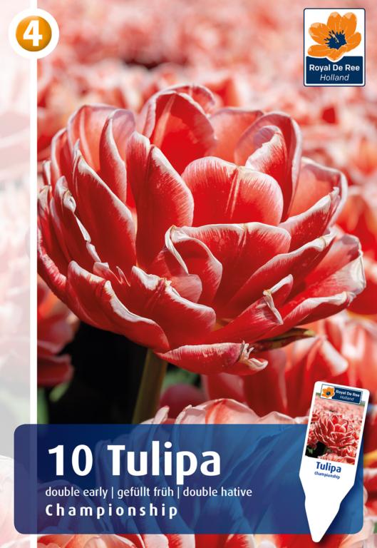 TULIPA CHAMPIONSHIP