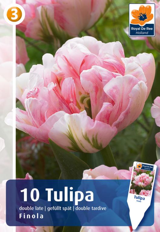 TULIPA FINOLA