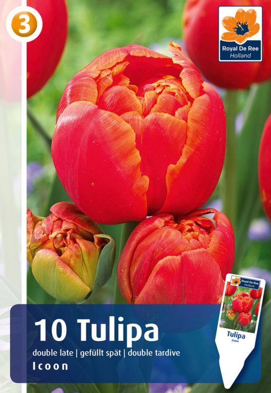 TULIPA ICOON