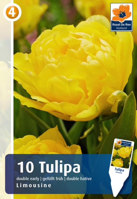 TULIPA LIMOUSINE