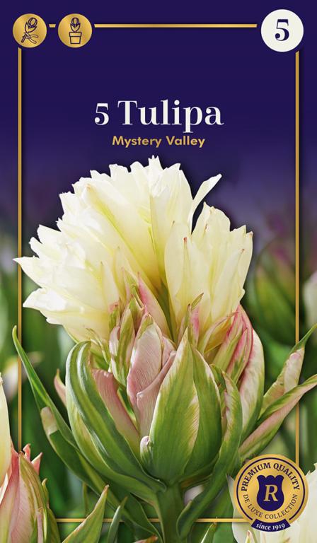 TULIPA MYSTERY VALLEY