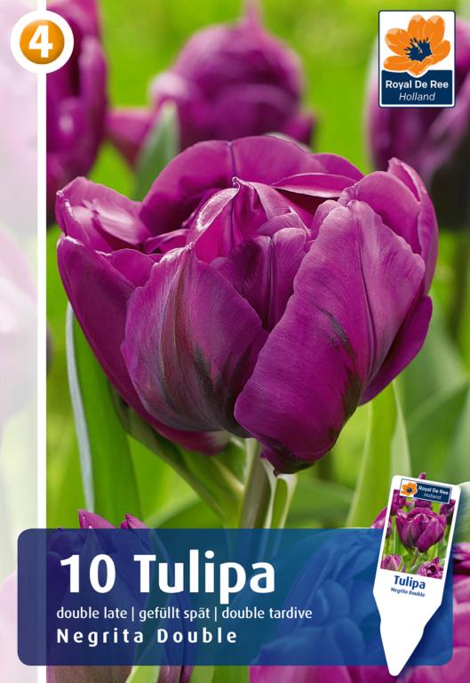 TULIPA NEGRITA DOUBLE