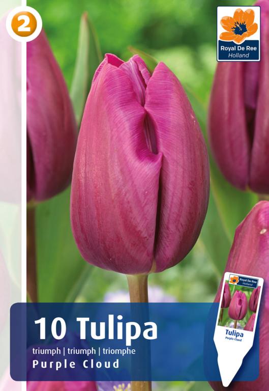 TULIPA PURPLE CLOUD