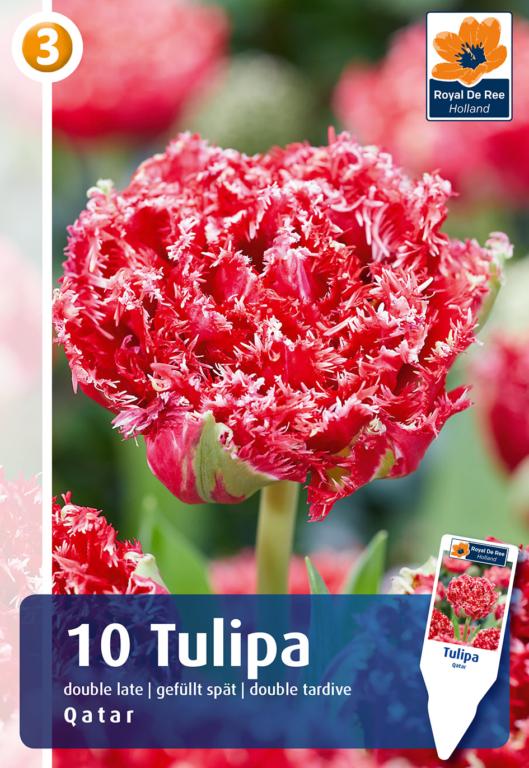 TULIPA QATAR