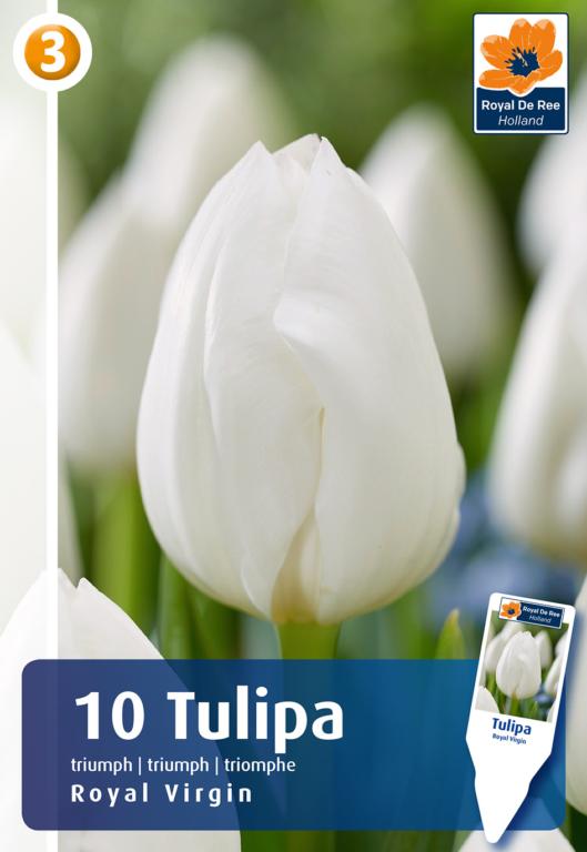 TULIPA ROYAL VIRGIN