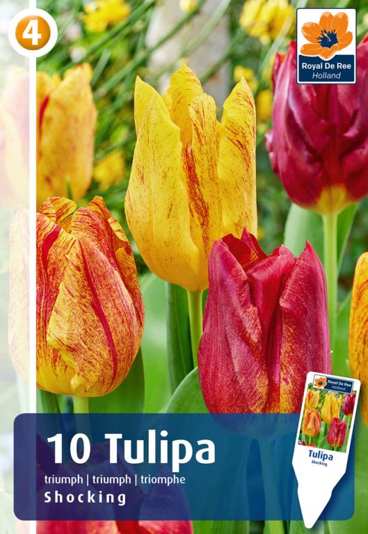 TULIPA SHOCKING