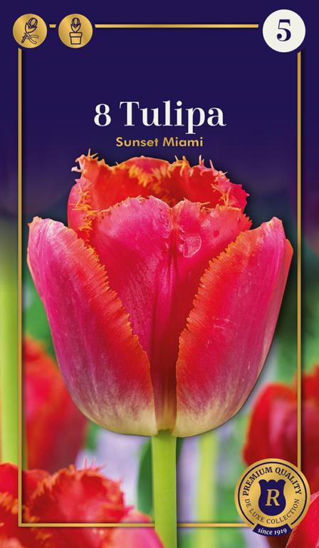 TULIPA SUNSET MIAMI