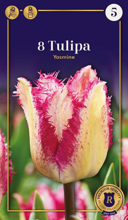 TULIPA YASMINE