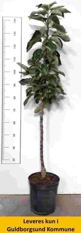 Æble søjle Suncats