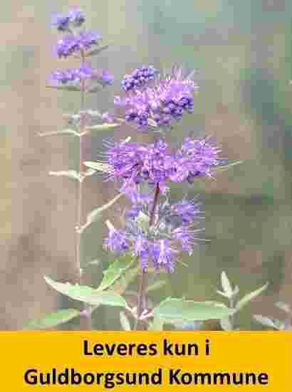 Caryopteris  Heavenly Blue