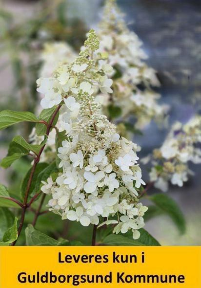 HYDRANGEA pan. CANDLELIGHT®