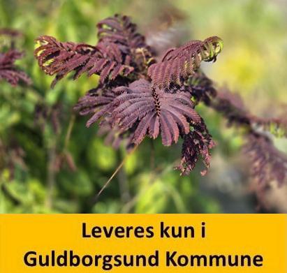 ALBIZIA SUMMER CHOCOLATE