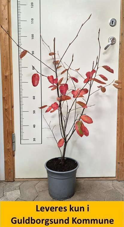 AMELANCHIER LAEVIS BALLERINA