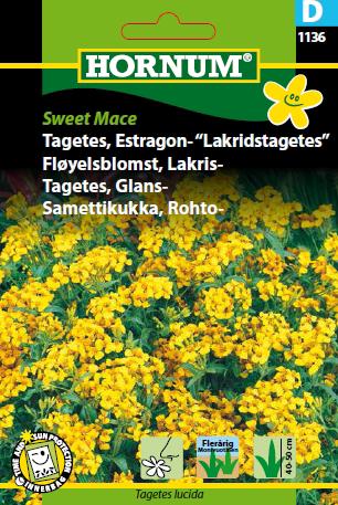 Tagetes, Estragon- Lakridstagetes,