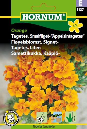 Tagetes, Smalfliget- Appelsintagetes,