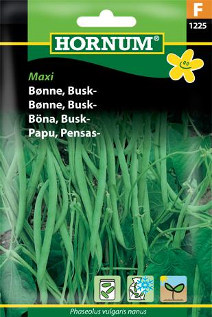 Bønne, Buskbønne, Maxi