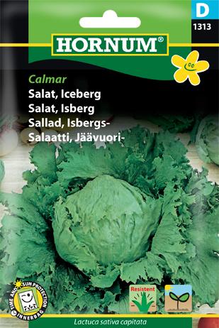 Salat, Icebergsalat, Calmar