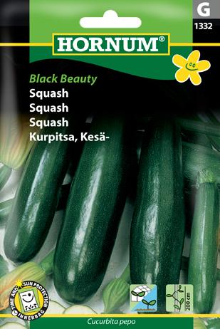 Squash, Black Beauty