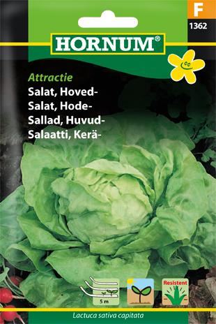 Salat, Hovedsalat, Attraktion, såbånd