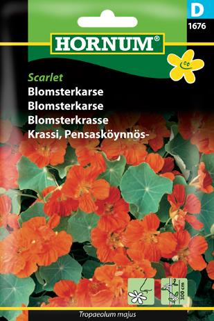 Blomsterkarse, Scarlet