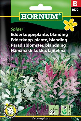 Edderkoppeplante, blanding, Spider