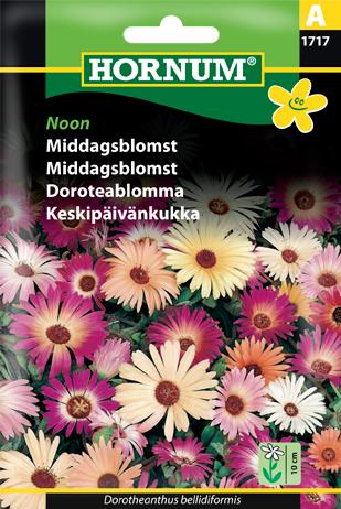 Middagsblomst, Noon