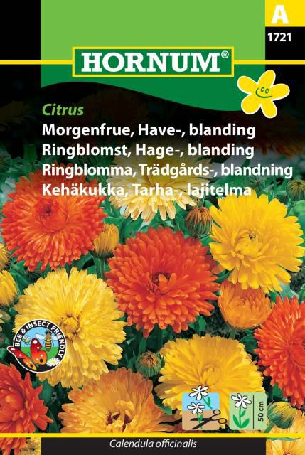 Morgenfrue, Have-, blanding, Citrus
